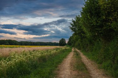 Canlı bir ayçiçeği tarlası yol kenarına yayılarak güneş ışığında güneşlenen altın çiçeklerin çarpıcı bir görüntüsünü oluşturur. Uzun sapları ve parlak yüzleriyle neşeli ayçiçekleri yazın sıcaklığını ve canlılığını yakalar.. 