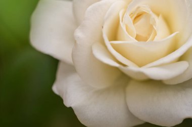 Nazik yapraklı bir gülün Macro fotoğrafı. Görüntü, yaprakların karmaşık dokularını ve yumuşak tonlarını yakalıyor. Yumuşak kıvrımlarını ve doğal güzelliklerini vurguluyor..