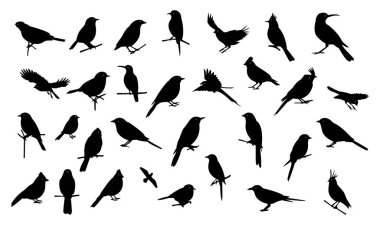 Çeşitli Pozisyonlarda Kuş Siluetleri Koleksiyonu