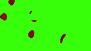 Gül yaprakları uçuşuyor, havada süzülüyor ve rüzgarda sallanıyor. Yeşil ekran 4K 'ye düşen kiraz çiçekleri.