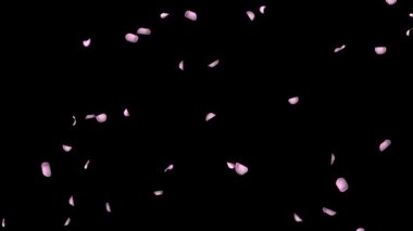 Romantik Düşen Pembe Gül Yaprakları Kiraz Çiçeği arka planı. Nişan, Evlilik, Kutlama, Sevgililer Günü, Anne, Selamlama, Davetiye, Doğum Günü, Güzellik, Tutku. kirazlı sakura.