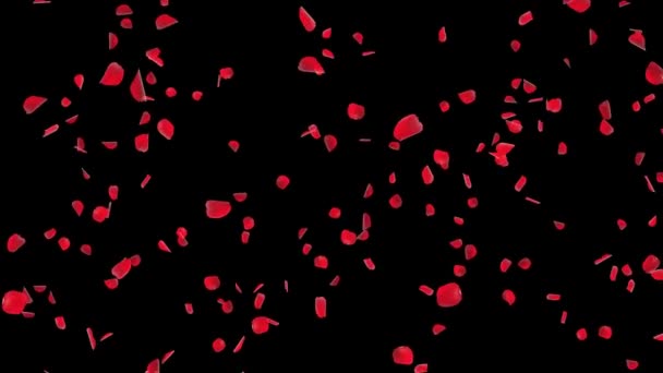Romantique Rose Sakura Fleur Pétales Chute Flux Copie Espace Arrière — Video