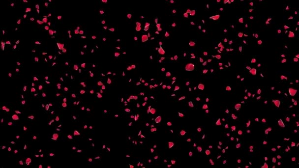 Лепестки Роз Падение Реалистичной Анимации Падающие Лепестки Роз Можете Заменить — стоковое видео