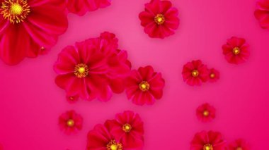 Canlı kırmızı çiçek açan kozmos çiçekleri arka planda dönüp geri çekiliyor. Video Proje Dekorasyonu, Reklam. Fevkalade renkli buketler romantik bir aşk ortamı yaratır Sevgililer Günü 4k