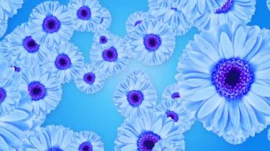 Mavi renkler mavi arkaplanda sağdan sola dönüyor. 3D Çiçek Animasyonu. Merhaba yaz doğası çiçek mevsimi. Kadınlar günü, Sevgililer Günü Düğün Günü baharı. Evlilik töreni dekorasyonu 4K