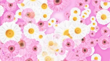 Pembe ve sarı çiçeklerden oluşan güzel bir buket çiçek, içinde dönen papatyalar da var. Tatil için tebrik kartı, Paskalya, düğün, doğum günü, Anneler Günü, Uluslararası Kadınlar Günü. 4k