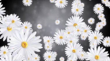 Güzel açan beyaz bahar çiçekleri papatyalar ve yukarı doğru dönen papatyalar. Yaz doğası kadınsı Paskalya buketleri. Anneler Günü tanıtım etkinlikleri dekorasyonu 4k