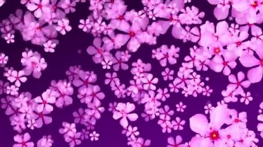 Havada pembe çiçekler var. Catharanthus çiçeği diğer çiçeklerin düşmesinden askıya alınır. Doğadaki güzel an, yemyeşil yemyeşil ortamda yumuşak güneş ışığıyla yıkanmış canlı bir kümeye odaklanıyor..