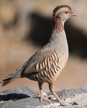 Barbar keklik duvarda yürüyor etrafa bakıyor.