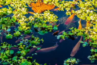 Gölgede dinlenen koi havuzu.