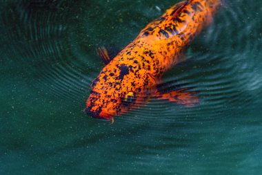 Dünyayı gezen dalgalı balıklar