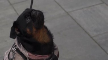 Siyah köpek şehir merkezinde oturuyor, komik suratlı ve sahibine bakıyor..