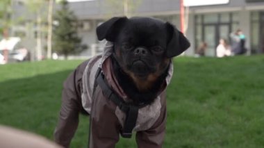 Küçük siyah köpek, komik yüzüyle şehir merkezinde oturuyor ve kurabiye yiyor..