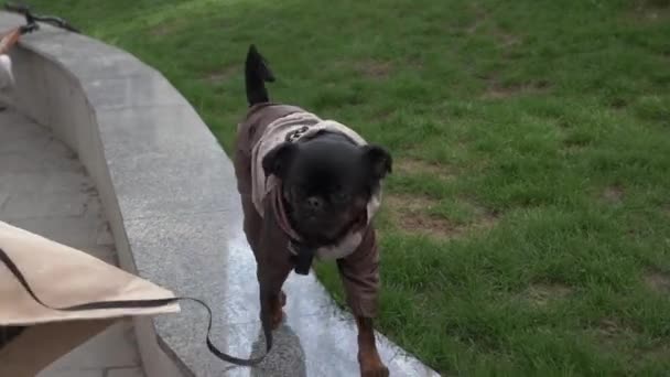 Mujer Está Caminando Con Petit Brabancon Área Urbana Perro Negro — Vídeos de Stock