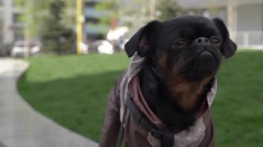 Küçük siyah köpek, komik yüzüyle şehir merkezinde oturuyor ve kurabiye yiyor..