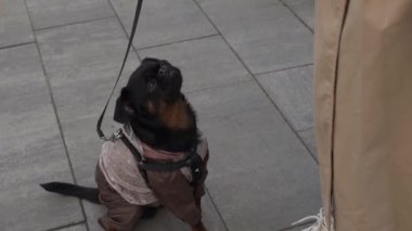 Siyah Petit Brabancon köpeği, komik suratlı sahibine bakıyor..