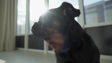Siyah Köpecik Petit Brabancon arka planda parlak güneş ışığıyla ofiste kalıyor. Komik hayvanlar. Kentsel Evcil Hayvanlar kavramı
