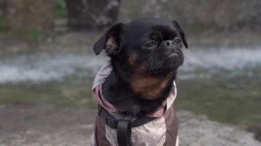 Black Puppy Petit Brabancon 'a yakın plan Şelale ile arka planda oturuyor.