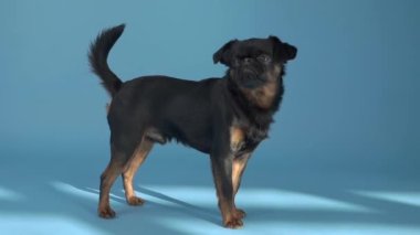 Bir stüdyoda süslü siyah Brabancon köpeği. Lüks marka reklamları için ideal.