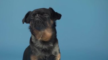 Profesyonel bir stüdyoda poz veren zarif siyah Brabancon köpeği.