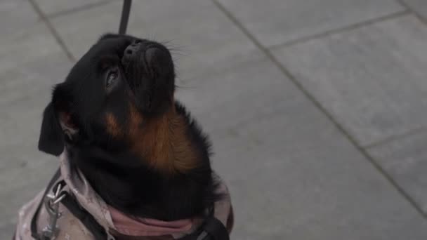 Perro Negro Está Sentado Área Urbana Con Cara Divertida Mirando — Vídeos de Stock