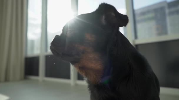 黒子犬プチブランションは 背景に光沢のある明るい日差しとオフィスに滞在しています 面白い動物だ アーバンペットのコンセプト — ストック動画