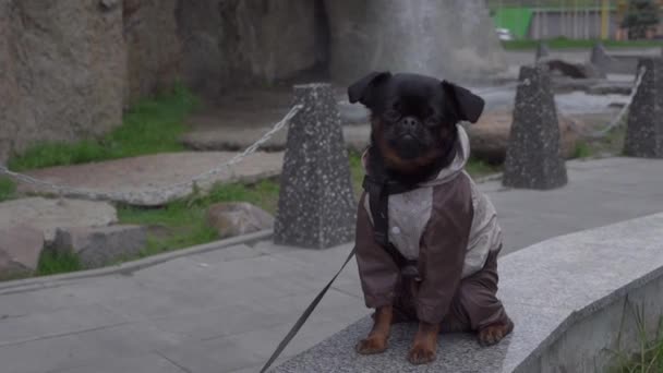 黒い犬のプチブラバノンの近くには滝が背景に座っています 都会のペットのコンセプト — ストック動画