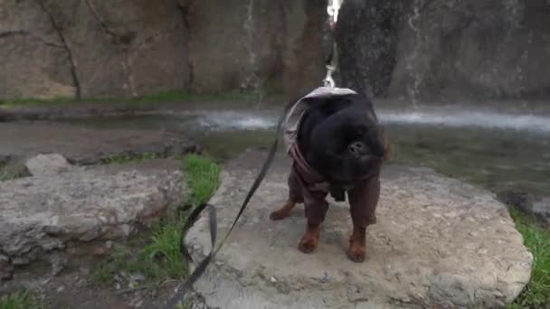 Close Black Dog Sidder Byområdet Med Waterfall Baggrund – Stock-video