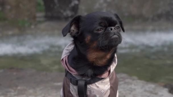 Close Black Puppy Petit Brabancon Está Sentado Com Cachoeira Fundo — Vídeo de Stock