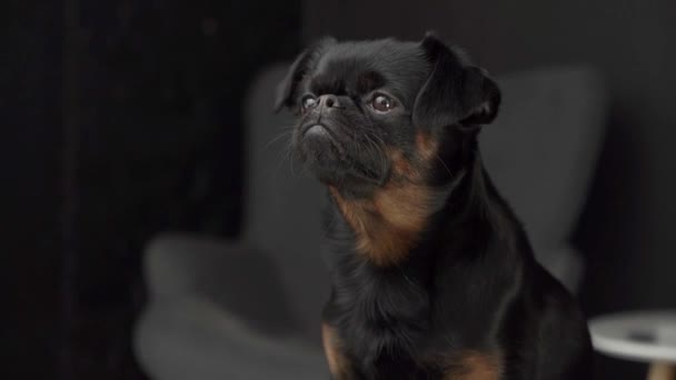 安静的黑色Brabancon狗在一个黑色背景的工作室 理想的冥想和放松视频 — 图库视频影像