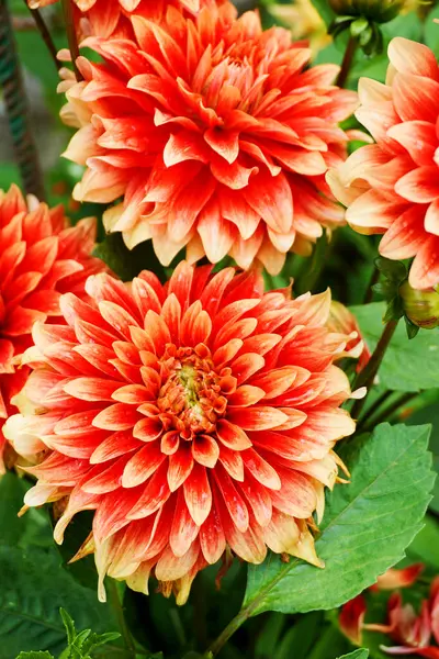 Monet bahçesinden romantik çiçekler 