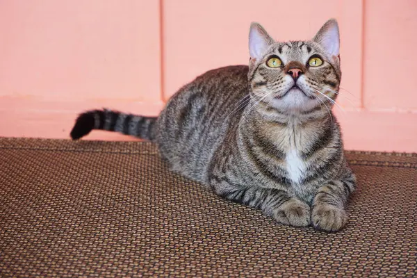 Tatil sırasında bir kedinin ziyareti 