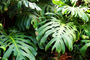 Ormanda Canavarın yaprakları