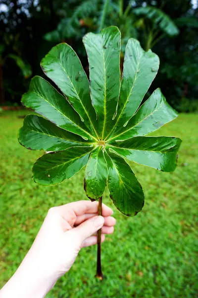 Ormandan tropikal yaprak 