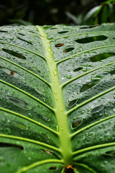 Ormanda Canavarın yaprakları