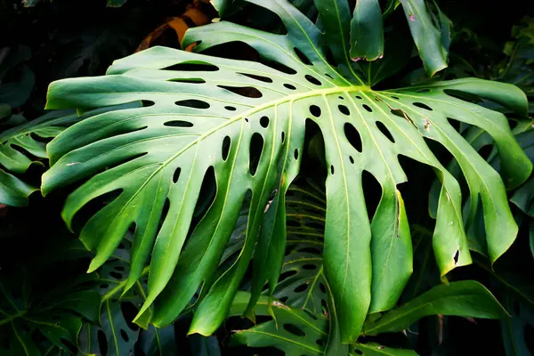 Ormanda Canavarın yaprakları