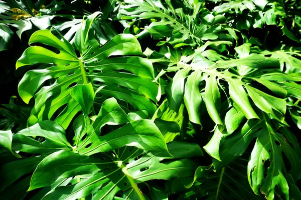 Ormanda Canavarın yaprakları