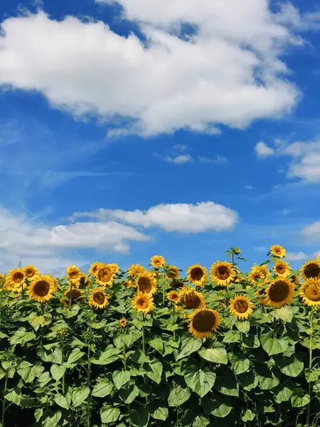 Bir yaz gününde güzel ayçiçekleri 