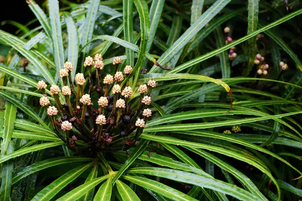 Hawaii 'den tropikal bitkiler