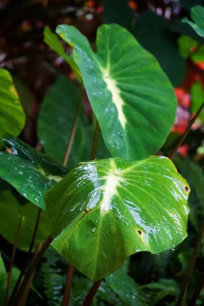 Hawaii 'den tropikal bitkiler