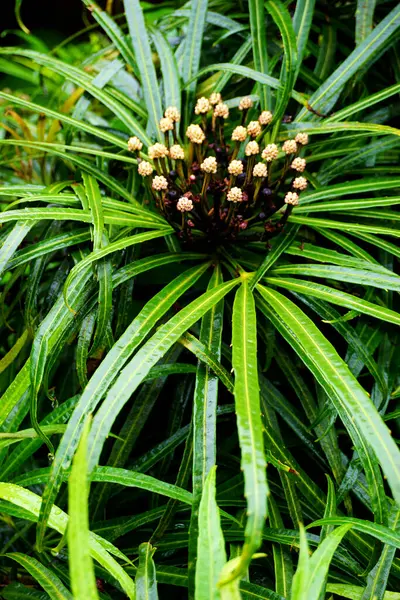 Ormandaki bir bitkinin yaprakları 