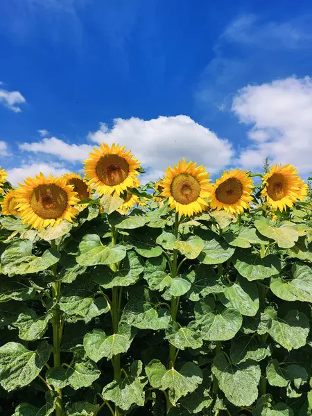 Bir yaz gününde güzel ayçiçekleri 