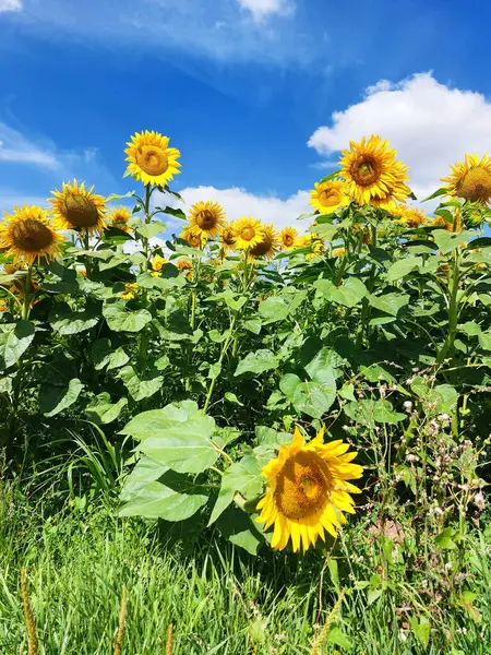 Bir yaz gününde güzel ayçiçekleri 