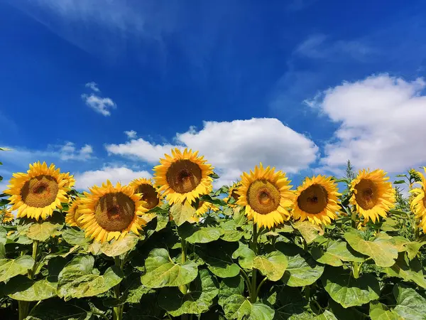 Bir yaz gününde güzel ayçiçekleri 