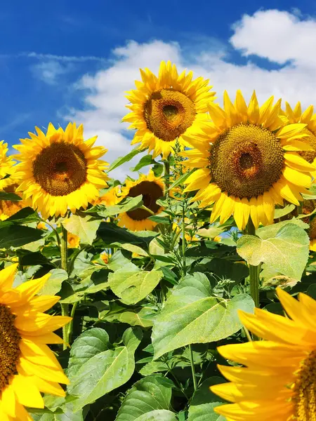 Bir yaz gününde güzel ayçiçekleri 