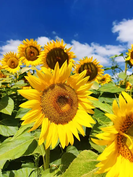 Güzel güneş çiçeği, yaklaş.