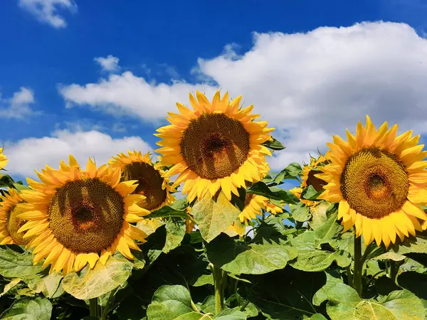 Tarlada ayçiçekleri 