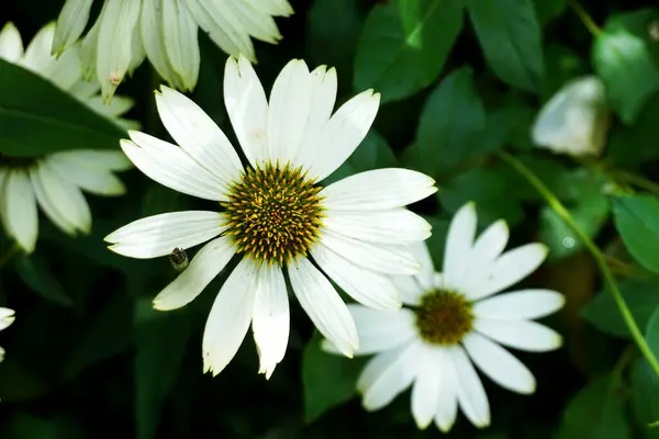 Bahçedeki güzel çiçekler