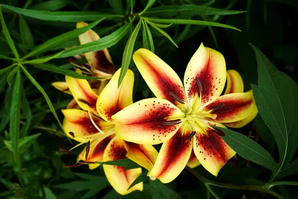 Lily çiçek yeşil zemin üzerine