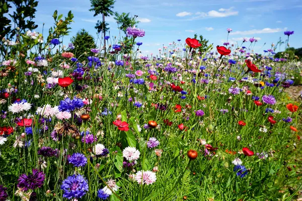 Mavi gökyüzü ve yeşil gelincikleriyle renkli çiçek tarlası